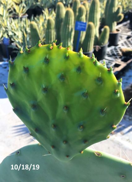 Opuntia robusta var. Silver Dollar | The Cactus King
